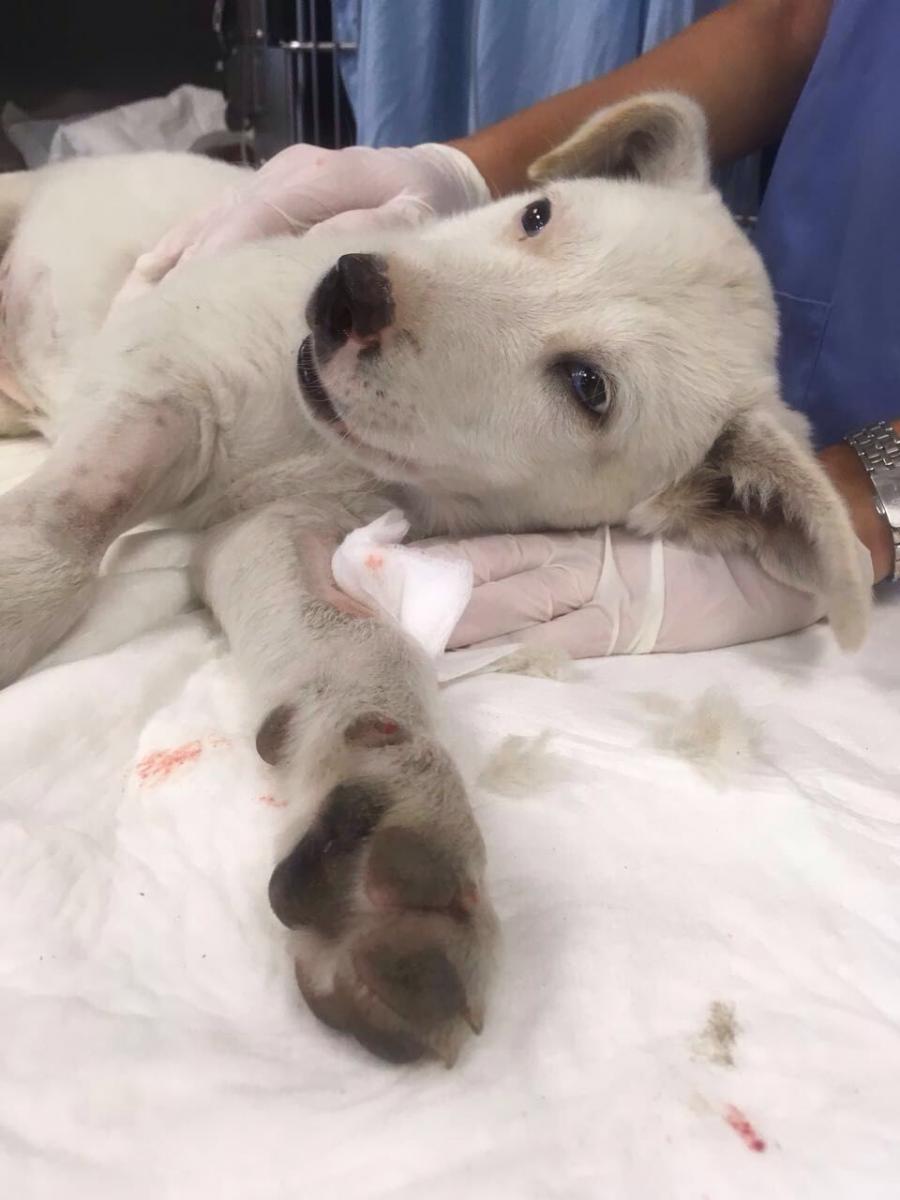 הכלב דילן, אחרי טיפול, זכה בחיים חדשים (צילום: המרכז הוטרינרי בבית דגן)